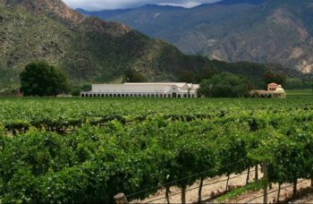 Viñedos de Cafayate