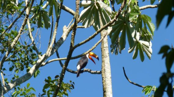 Tucan en Cataratas de Iguazu